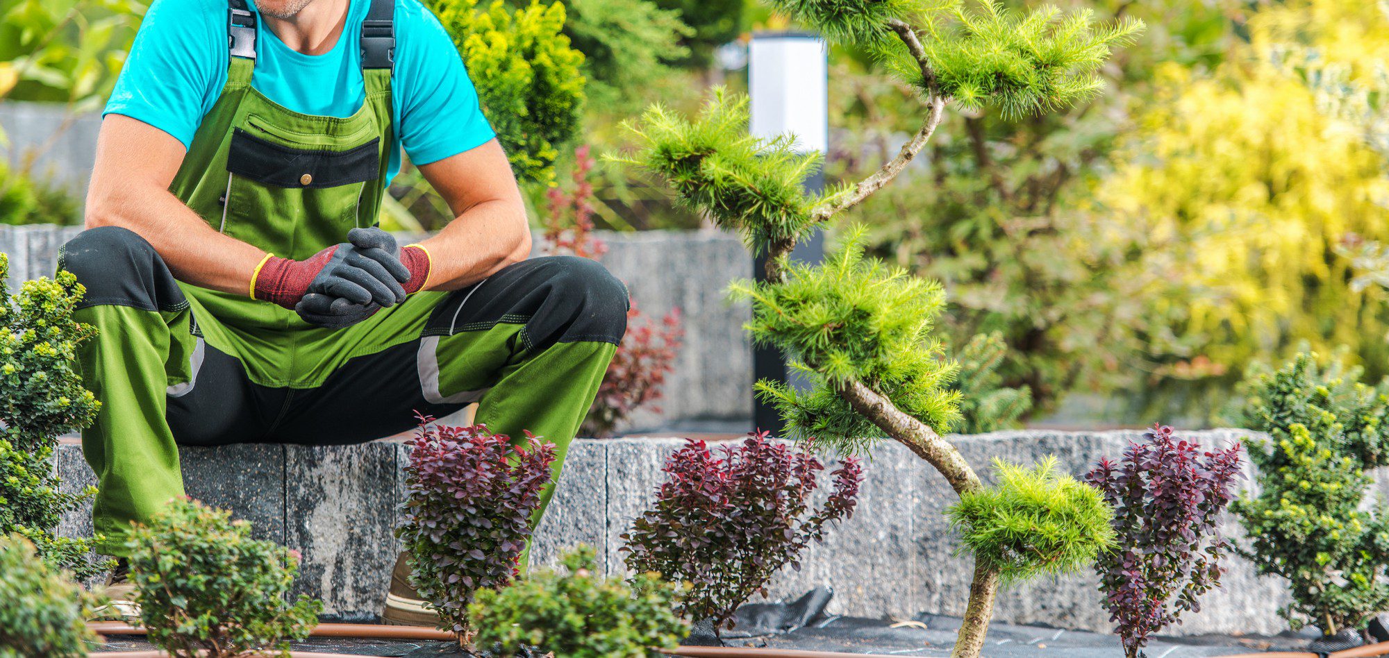 This image shows a person crouching down in a garden or nursery, surrounded by various plants. The individual is wearing a blue shirt, green overalls with a black knee patch, and gloves. In front of them, there's a bonsai tree on the left side, which is a small, carefully pruned tree that resembles larger tree forms. To the right of the bonsai, there are some small shrubs with purplish leaves. The background is filled with greenery, which suggests that this is an outdoor setting, likely a nursery or a landscaped area. The person seems to be involved in some sort of gardening work or plant maintenance. The bright daylight indicates it's daytime, and the lively colours of the plants suggest the season is spring or summer.