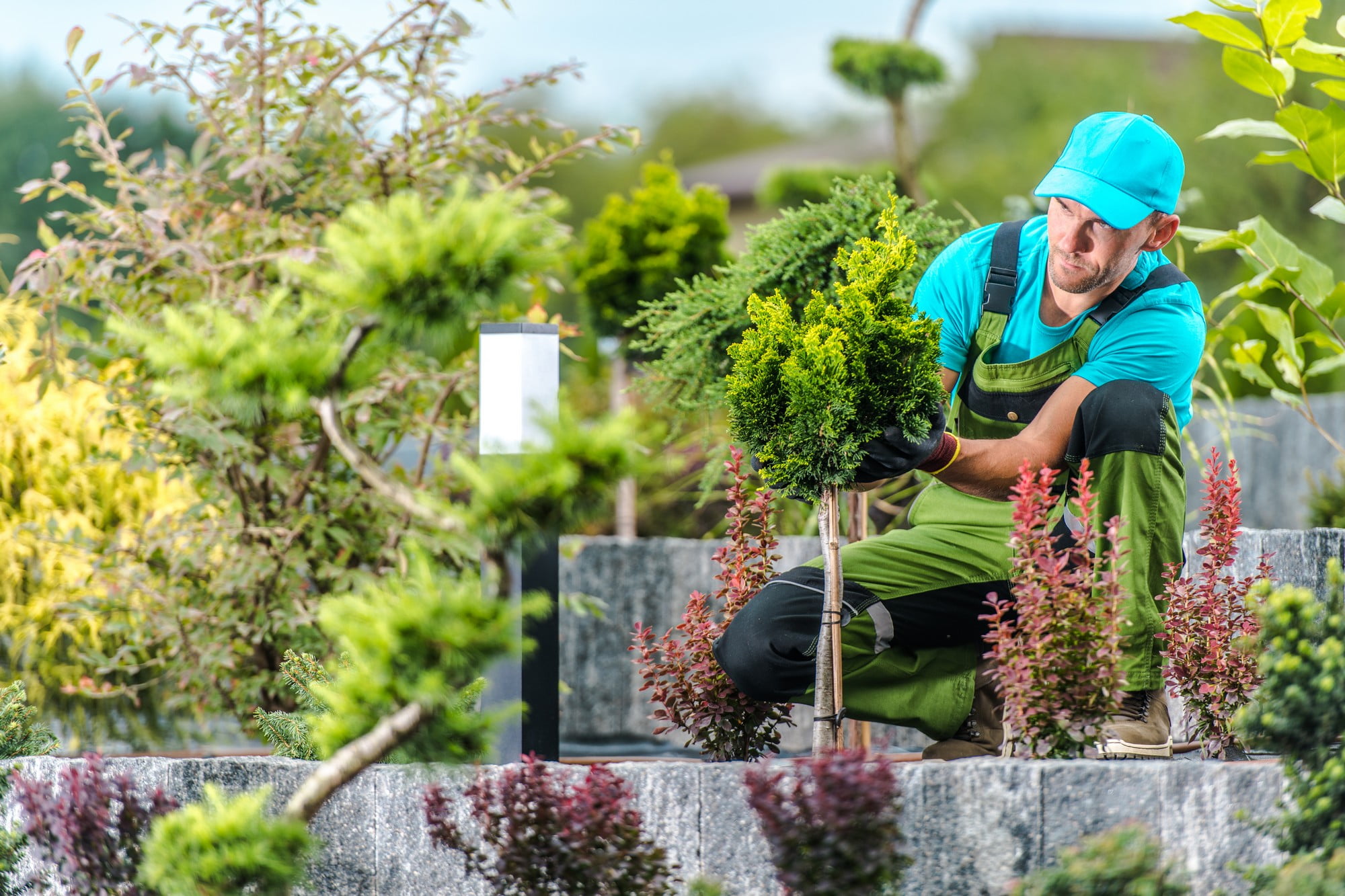 The image shows a person engaging in gardening. They are wearing a bright blue cap, a blue t-shirt, and green overalls, and are kneeling while tending to a small, bushy plant. The person appears to be a professional gardener or landscaper, as their attire includes work gloves and they seem to be very focused on the task at hand. They are surrounded by various plants and shrubs, suggesting that they are working in a garden or a landscaped area. The environment is filled with greenery and some flowering plants, showcasing a range of colours and textures that contribute to the aesthetic of the space.